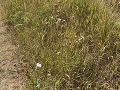 Silene latifolia