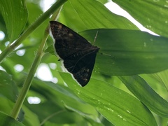 Pyrausta niveicilialis