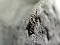 Nemapogon nevadella