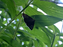 Pyrausta niveicilialis