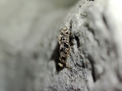Nemapogon nevadella