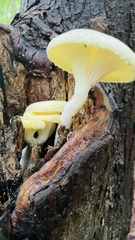 Pleurotus citrinopileatus