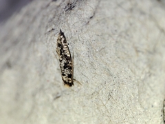 Nemapogon nevadella