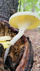 Pleurotus citrinopileatus