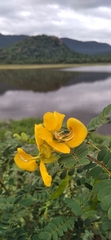 Senna auriculata
