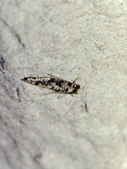 Nemapogon nevadella