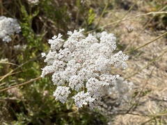 Daucus carota