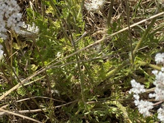 Daucus carota