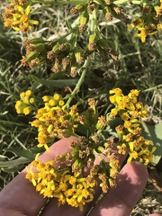 Senecio hydrophilus