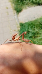 Hierodula transcaucasica