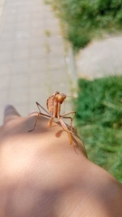 Hierodula transcaucasica