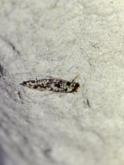 Nemapogon nevadella