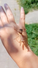 Hierodula transcaucasica