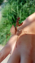 Hierodula transcaucasica