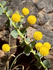 Acacia uncinata