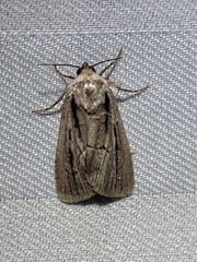 Sympistis badistriga