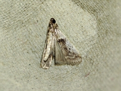 Pseudacrobasis tergestella
