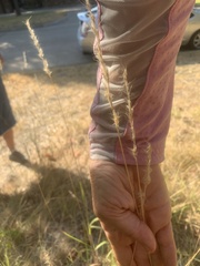 Bothriochloa torreyana