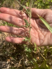 Convolvulus equitans