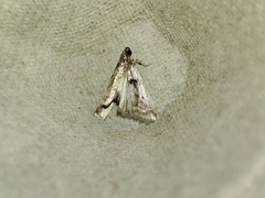 Pseudacrobasis tergestella