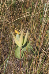 Asclepias ovalifolia