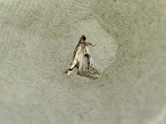 Pseudacrobasis tergestella
