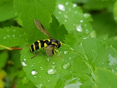 Xanthogramma pedissequum