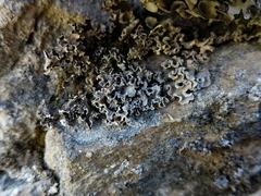 Peltigera monticola