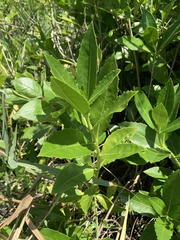 Acanthus ebracteatus