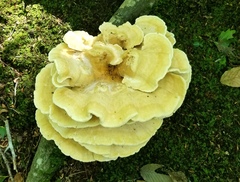 Bondarzewia berkeleyi