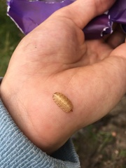 Apoda limacodes