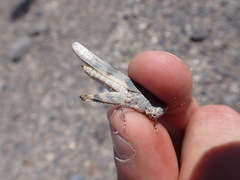 Circotettix undulatus