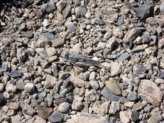 Circotettix undulatus