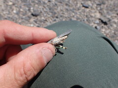 Circotettix undulatus