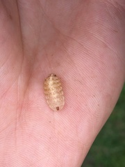 Apoda limacodes