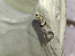 Acrobasis romanella