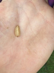 Apoda limacodes