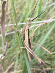 Mermiria intertexta