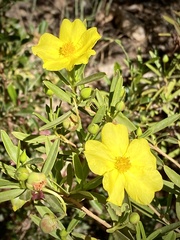 Hibbertia glaberrima