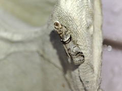 Acrobasis romanella