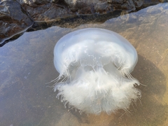Rhopilema nomadica