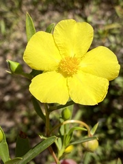 Hibbertia glaberrima