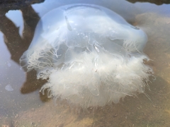 Rhopilema nomadica
