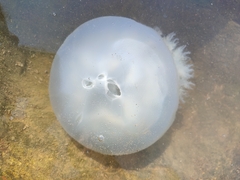 Rhopilema nomadica