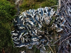 Peltigera degenii