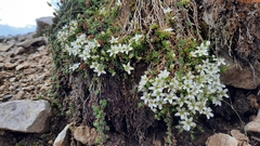 Arenaria ciliata ciliata