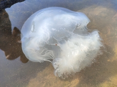 Rhopilema nomadica
