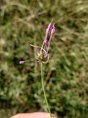 Allium carinatum