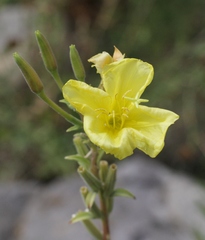 Oenothera elata hirsutissima