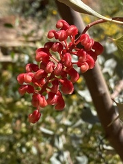 Grevillea wickhamii
